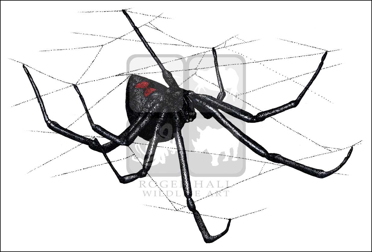 1234x836 Scorpions Amp Spiders Full Color Amp Line Art Illustrations