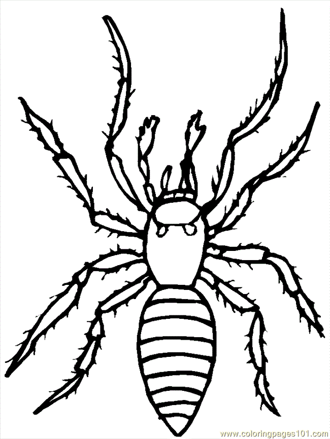 650x866 Spider Coloring Page