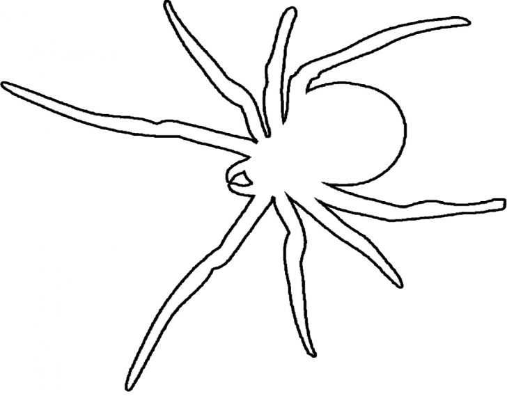 728x569 Spider Coloring Pages