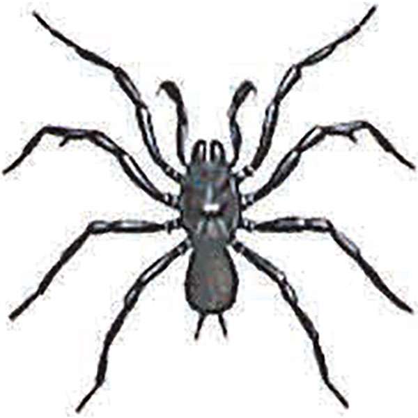 600x600 Spider Identification