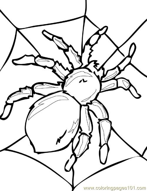 500x647 Spider Picture (1) Coloring Page