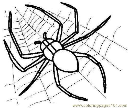 500x425 Spider Picture Coloring Page