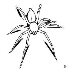 220x220 Spider Coloring Pages
