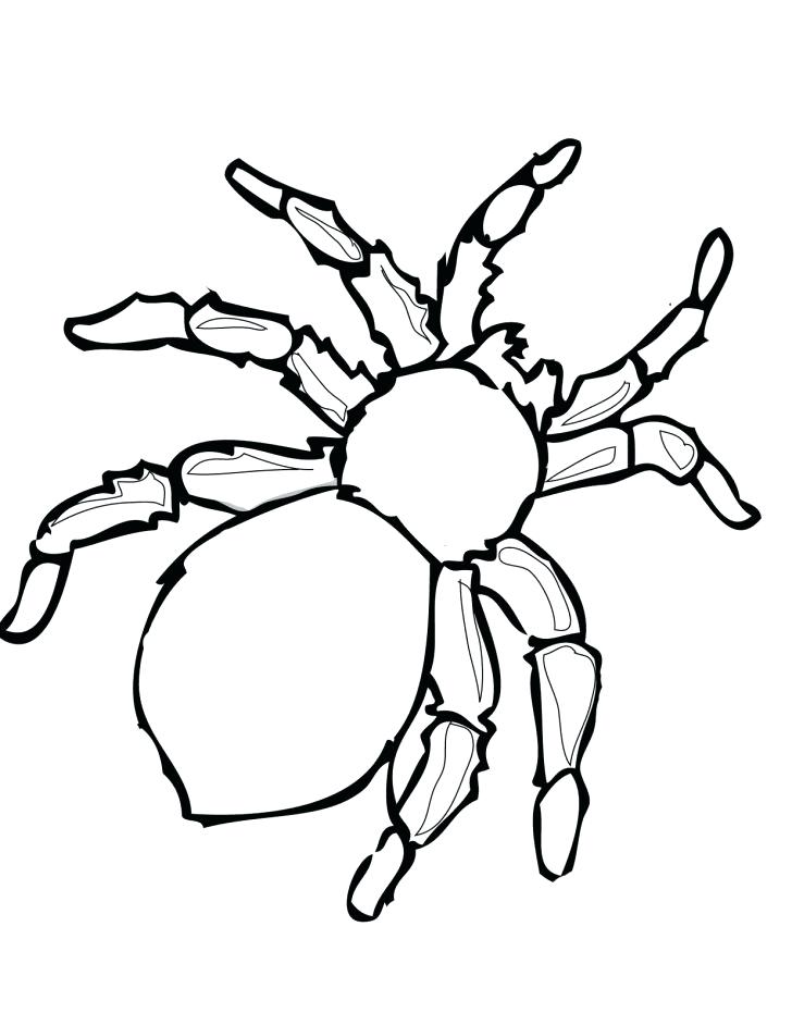 728x942 Tarantula Coloring Page Red Back Spider Drawing Spider Coloring