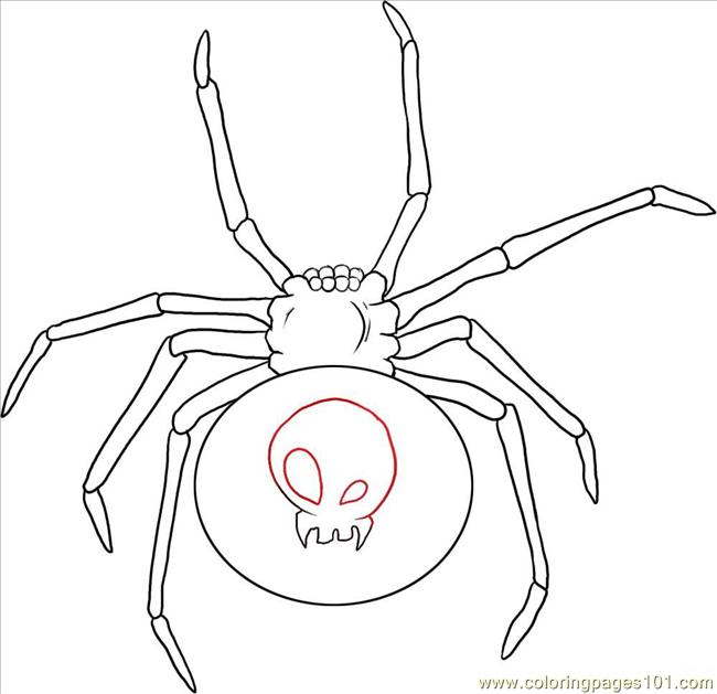 650x629 W A Black Widow Spider Step 4 Coloring Page