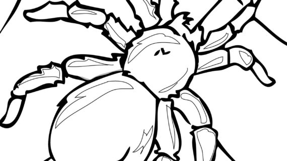 570x320 Spider Drawing For Kids How To Draw Spider For Kids Step By Step