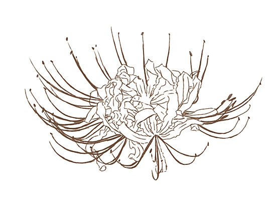 550x435 Red Spider Lily Photographic Prints By Yehet1899 Redbubble