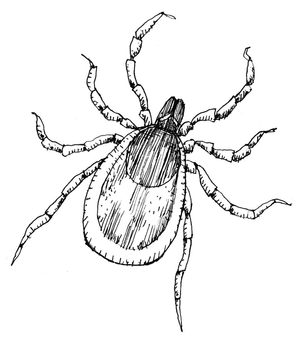 1000x1142 Rutgers Line Drawings Daniel Baxter Art