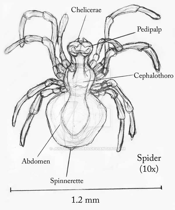 600x721 Spider Scientific Drawing By Justsomedude86