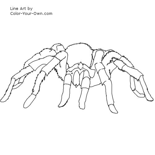 500x500 Tarantula Spider Line Art Coloring Pages Spider