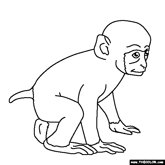 Download Spider Monkey Drawing at GetDrawings.com | Free for personal use Spider Monkey Drawing of your ...