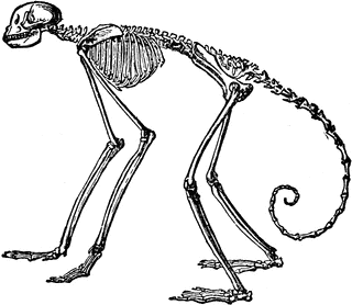 320x278 Side View Of Skeleton Of South American Spider Monkey Clipart Etc