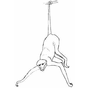 300x300 Spider Monkey With Open Hands Coloring Page