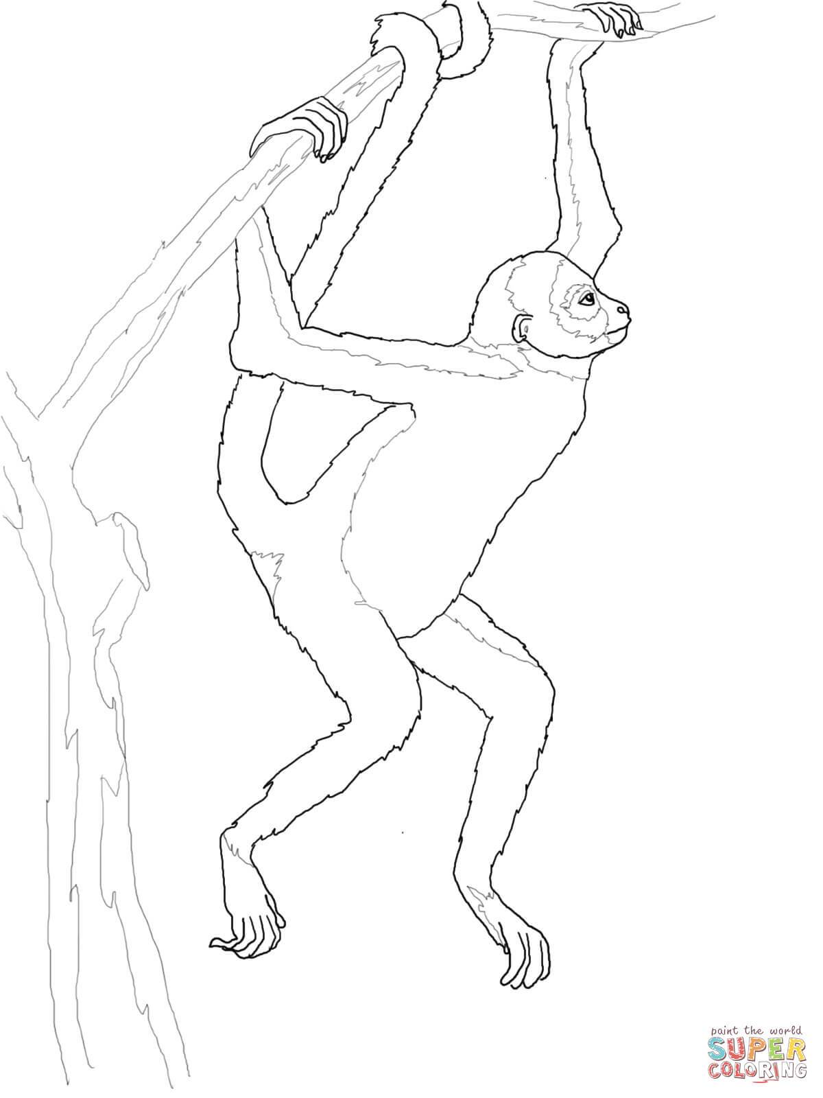 1200x1600 Spider Monkey Coloring Pages Coloring Page For Kids
