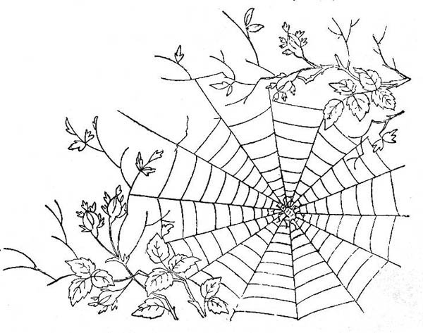 600x473 Spider Web Between Tree Branch Coloring Page Color Luna