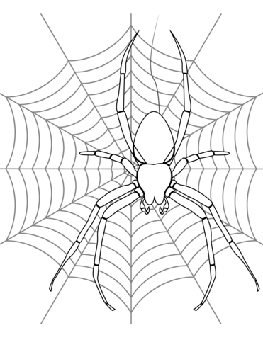 371x480 Spider On Its Web Coloring Page Free Printable Coloring Pages