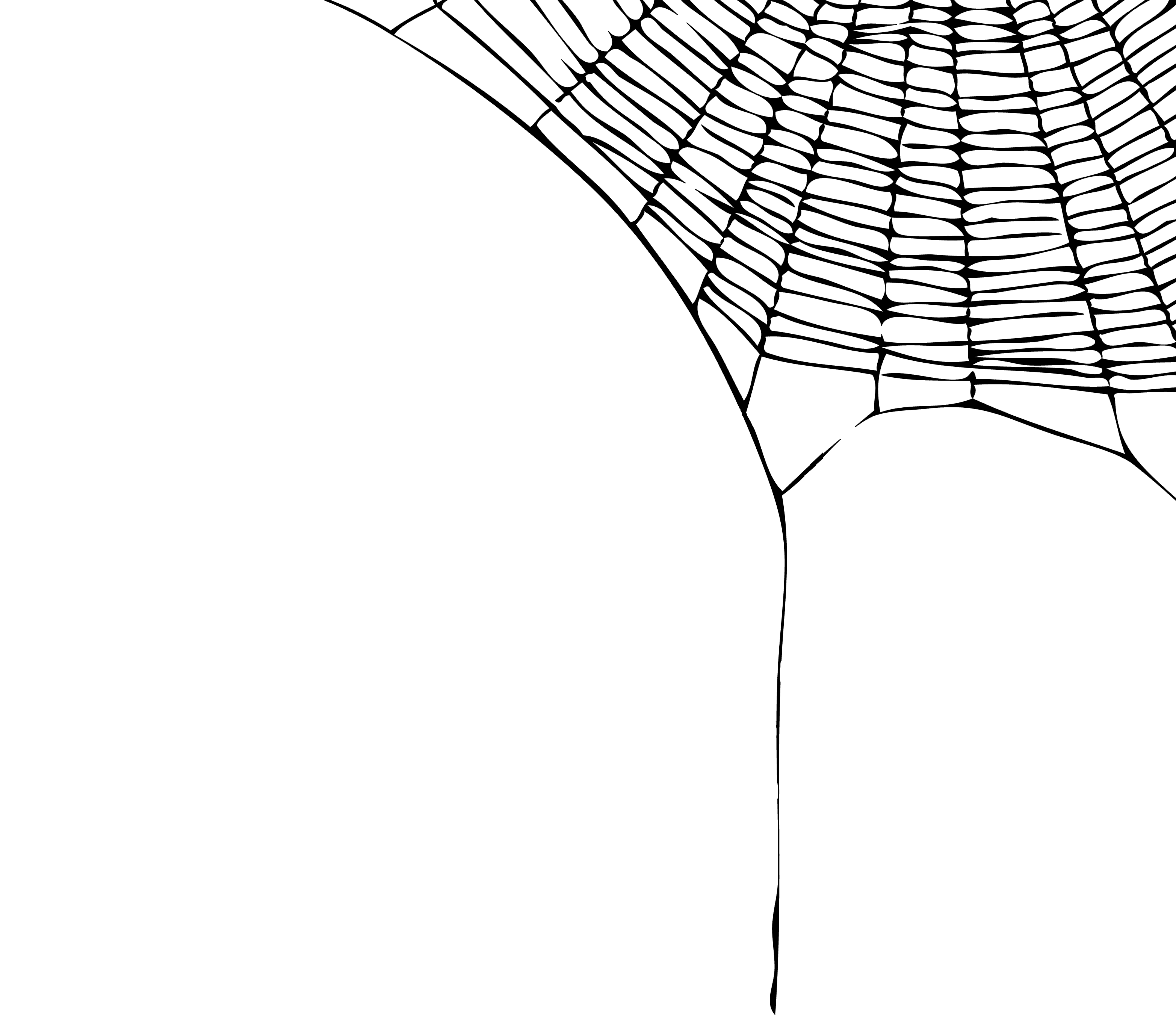 3130x2701 Corner Spider Web Drawing