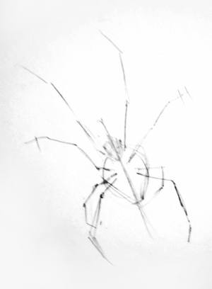 300x408 How To Draw A Black Widow Spider