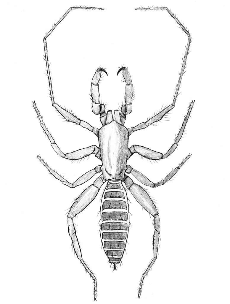 777x1024 Pencil Drawing Of A Schizomid From My Student Years