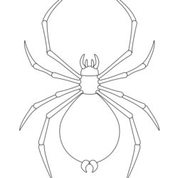 250x250 Spider Drawing, Pencil, Sketch, Colorful, Realistic Art Images