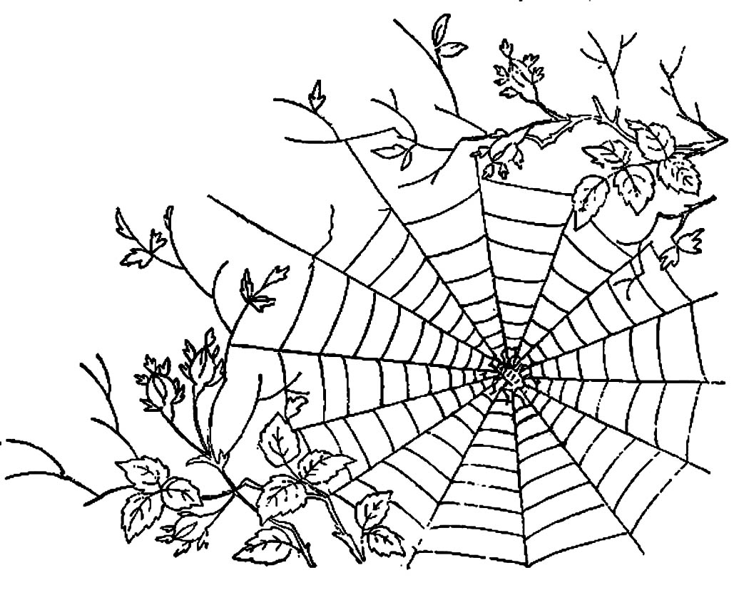 1050x828 Coloring Pages Spider Web Coloring Pages 2 Drawn Net 10 Spider