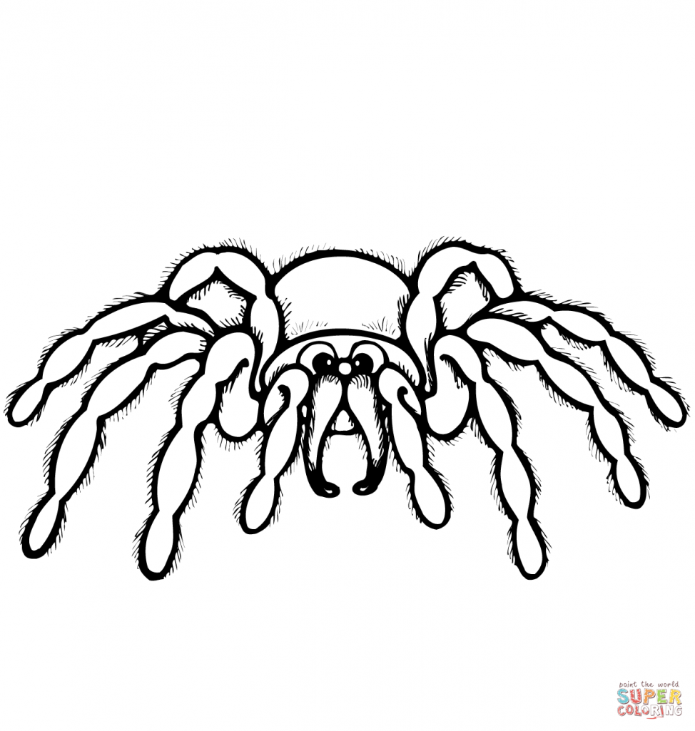 974x1025 Coloring Pages Spiders Coloring Pages Cartoon Spider Page