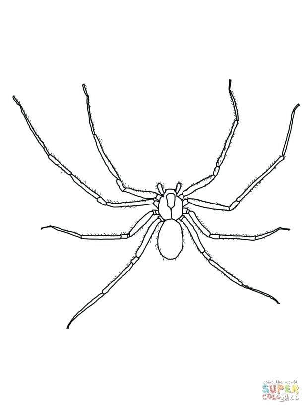 615x820 Itsy Bitsy Spider Coloring Page Download Coloring Pages Spider