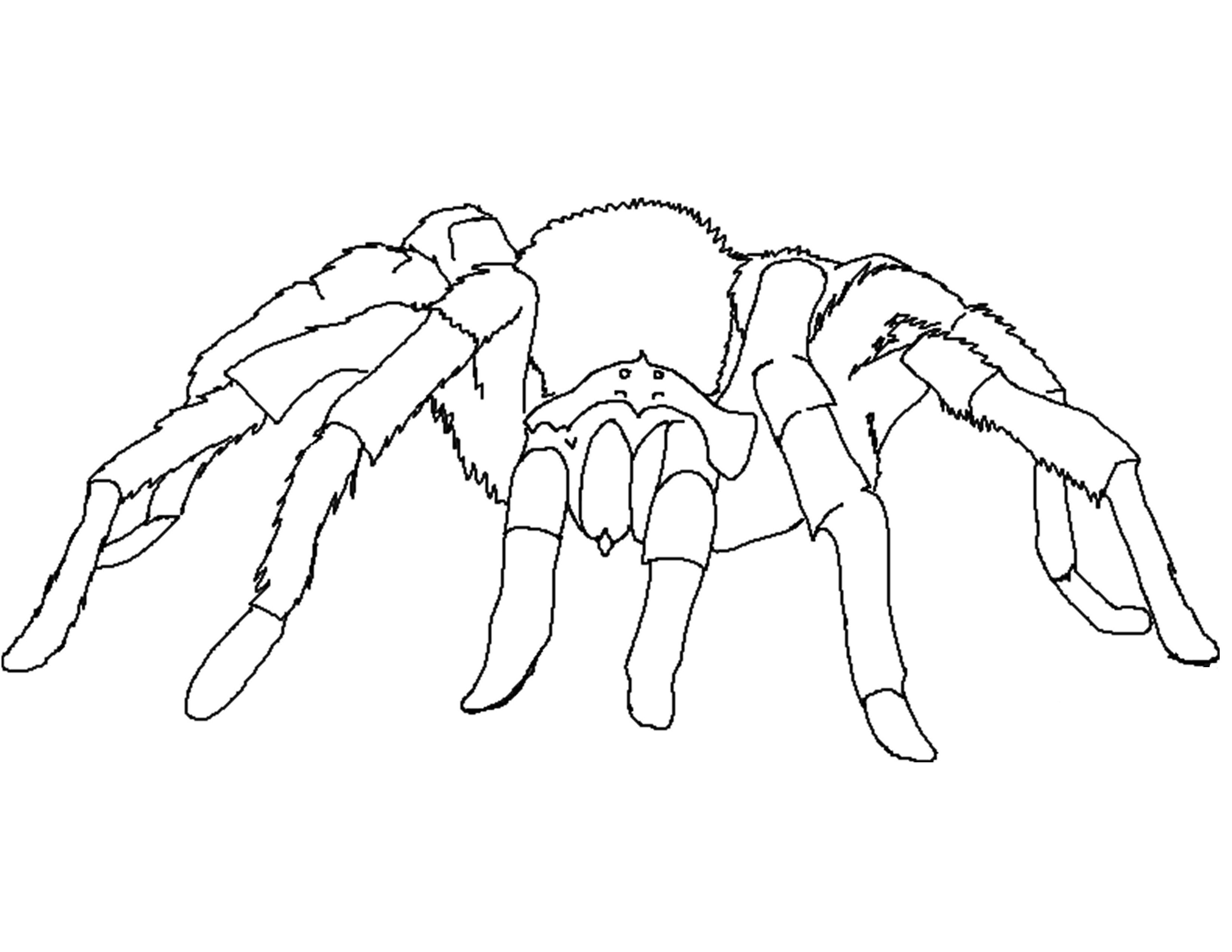 3300x2550 Spider Coloring Pages 2 Drawings Spiders Colouring Pages
