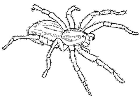 480x343 Carolina Wolf Spider Coloring Page Free Printable Coloring Pages