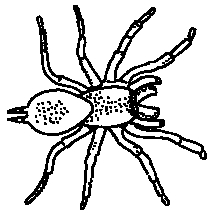 214x214 Spiders And Snakes Mrs. Ranney Amp Mrs. Yollis Amp Classes