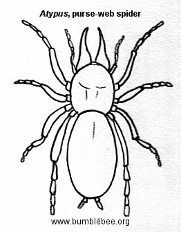 262x335 Spiders In The Tetragnathidae And Atypidae Families
