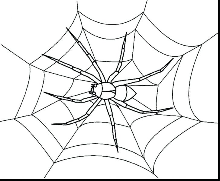 728x600 Printable Spider Coloring Pages Tarantula Page A Closeup Drawn