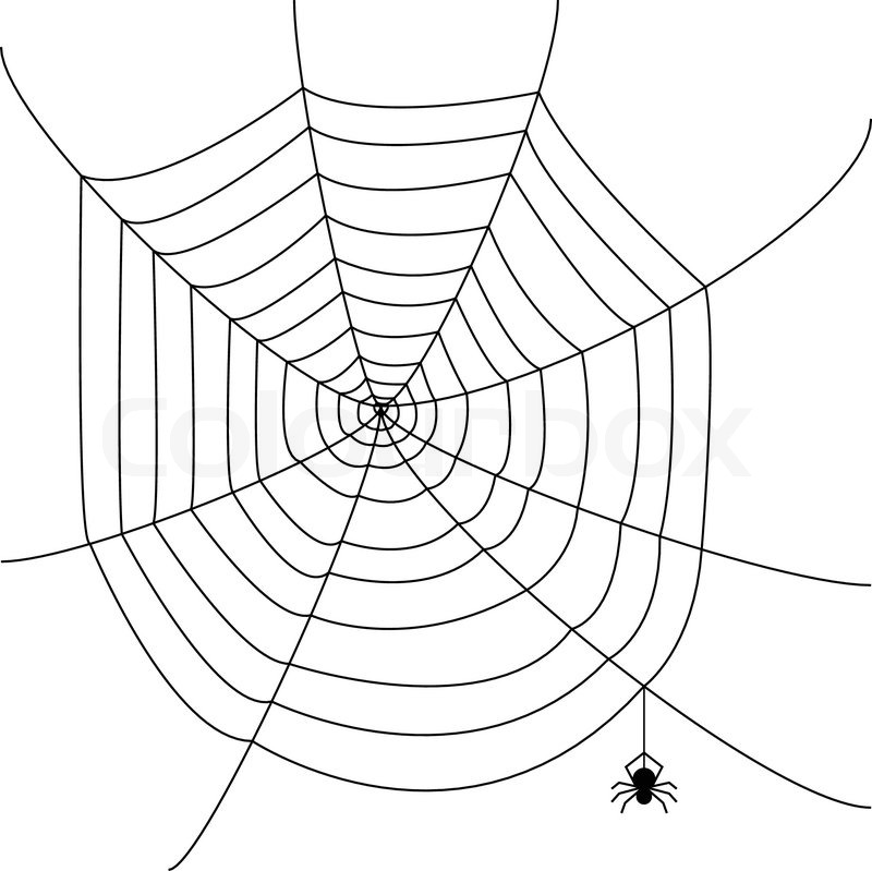 800x799 Spider Web Stock Vector Colourbox