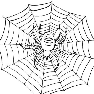 300x300 Spiders Can Spin Amazing Spider Web Coloring Page Color Luna