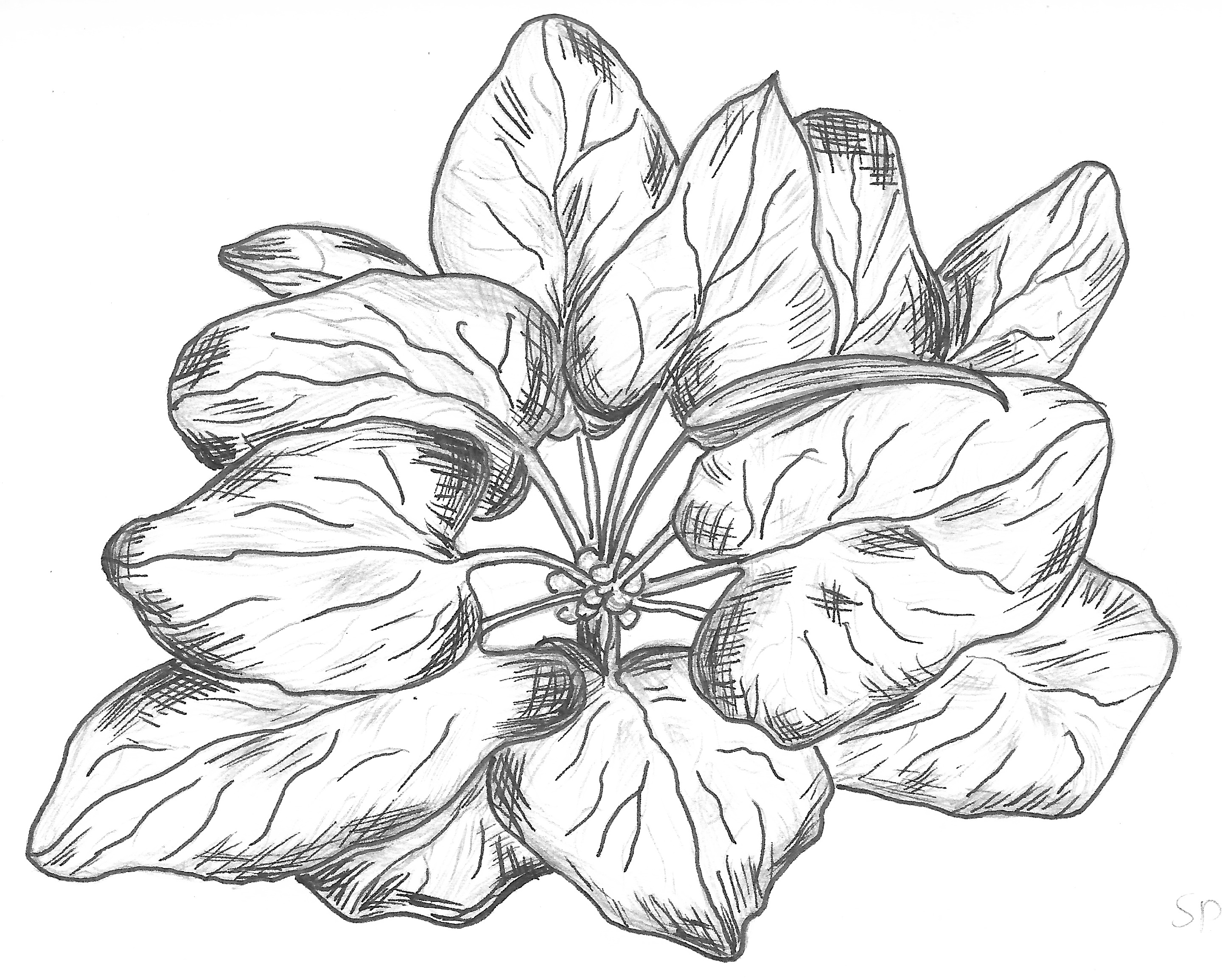 2880x2310 Rice Plant By Korneliasan