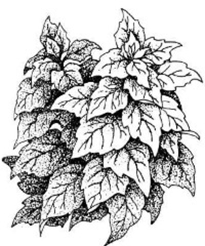 400x480 Spinach (Vegetable Gardening)