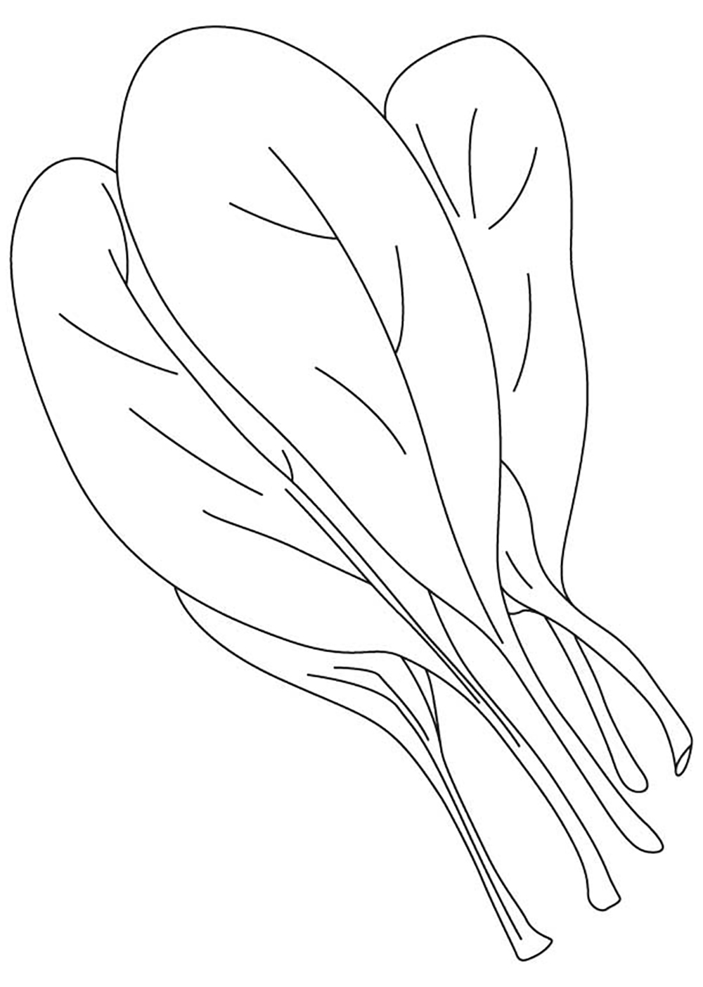 Spinach Drawing at GetDrawings | Free download