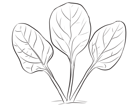 480x370 Spinach Leaves Coloring Page Free Printable Coloring Pages