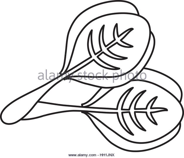 628x540 Spinach Stock Vector Images