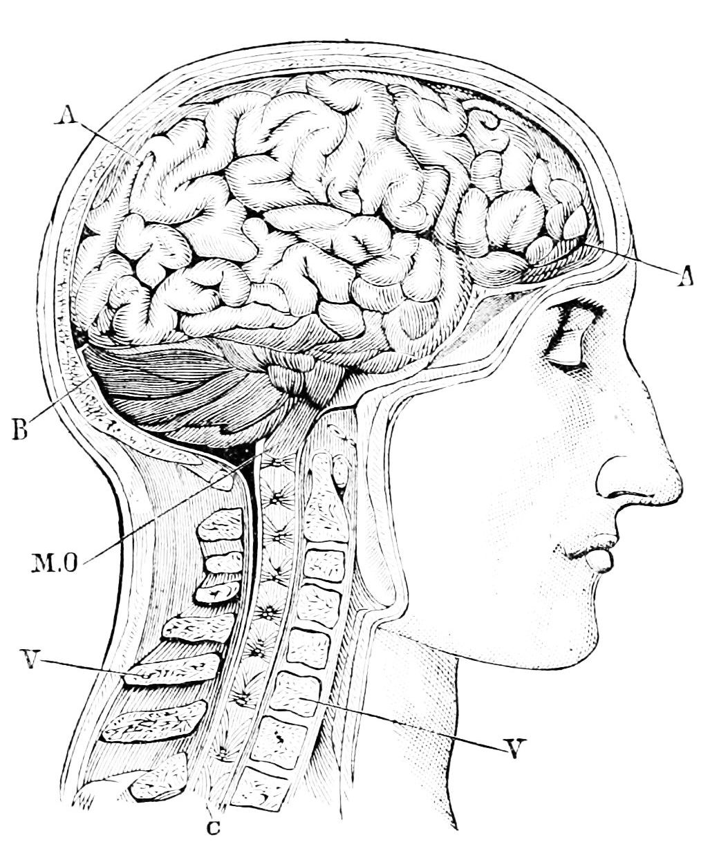 Spinal Cord Drawing at GetDrawings | Free download