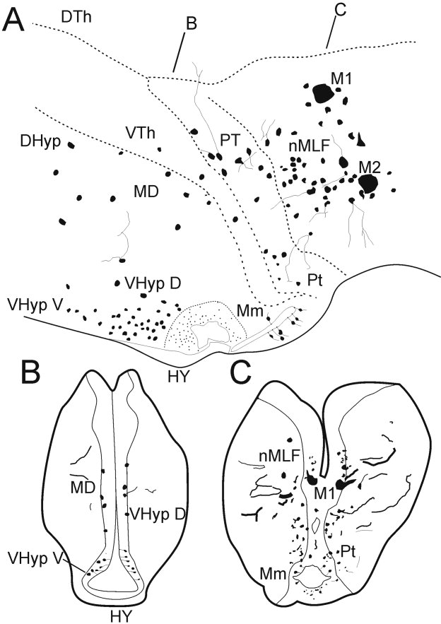 624x883 A Schematic Drawing Representing The Distribution