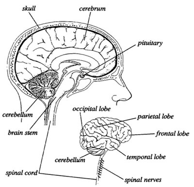 Spinal Cord Drawing at GetDrawings | Free download