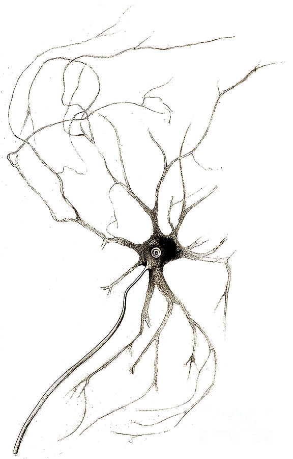 576x900 Nerve Cell From Spinal Cord, Deiters Photograph By Wellcome Images