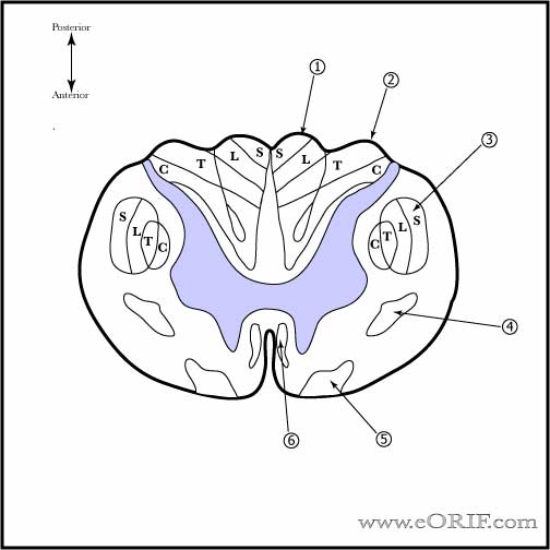 504x504 Spinal Cord Anatomy Eorif