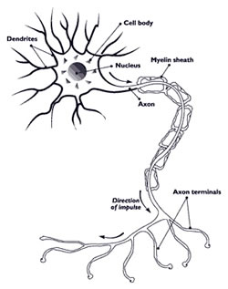 250x317 Spinal Cord Anatomy