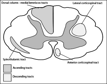 343x270 Spinal Cord Injury 2016 10 10 Ahc Media Continuing Medical
