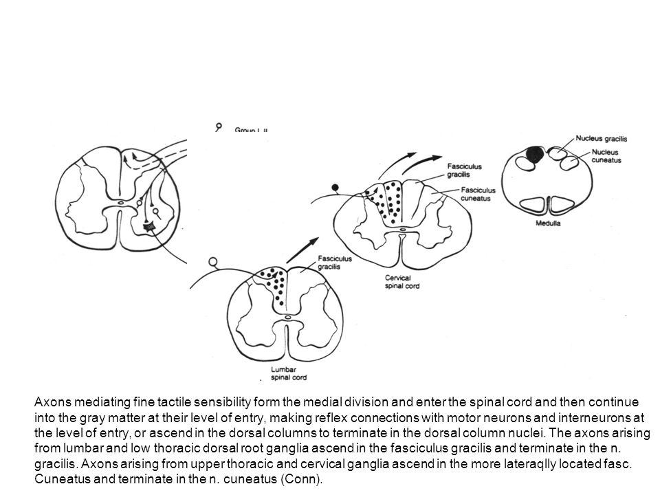 960x720 The Spinal Cord And The Somatosensory Systems. Cross Section