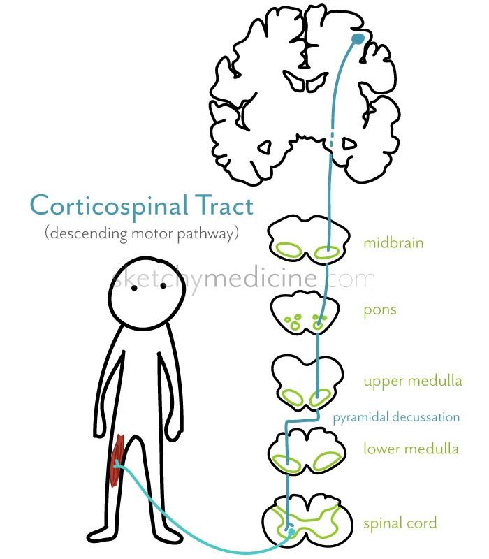 700x800 Spinal Cord Sketchy Medicine