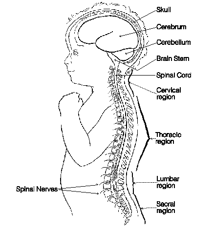 438x472 An Overview Of The Brain