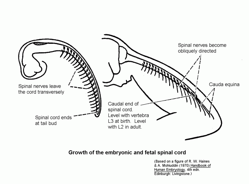 799x592 Anatomy 530a